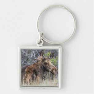 Newborn Moose Calf Nuzzling its Mother Keychain