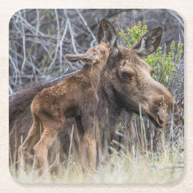 Newborn Moose Calf Nuzzling its Mother Square Paper Coaster (Front)