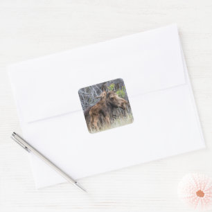 Newborn Moose Calf Nuzzling its Mother Square Sticker