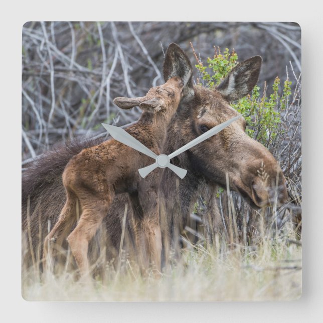 Newborn Moose Calf Nuzzling its Mother Square Wall Clock (Front)