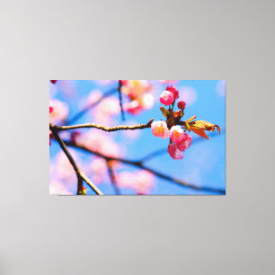 Newborn Sakura Flowers And The Blue Sky Of Spring Canvas Print