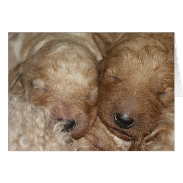 Newborn Series-01 (Front Horizontal)