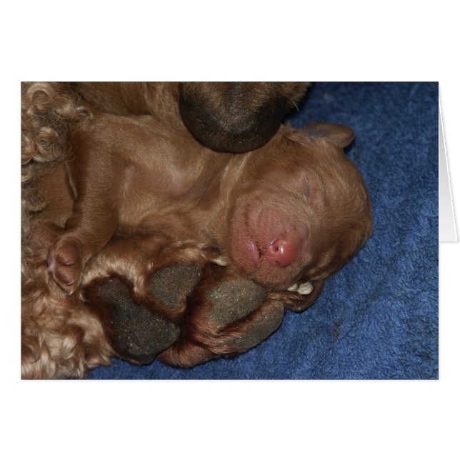 Newborn Series-05 (Front Horizontal)