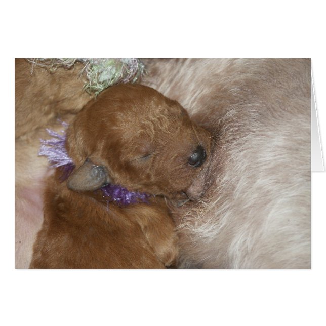 Newborn Series-09 (Front Horizontal)