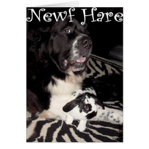 Newf Hare