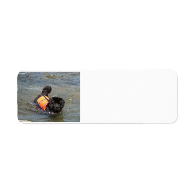 newfie dans l'eau.png (Devant)