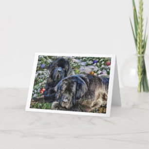 Newfie Holiday Wishes Card