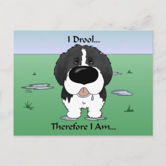 Newfie (Landseer) - I Drool Postcard