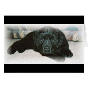 Newfie love