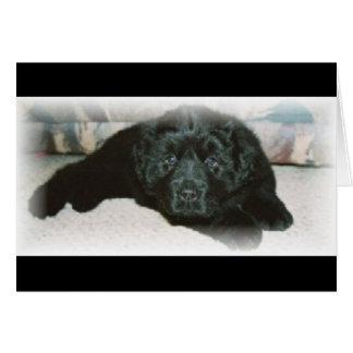 Newfie love