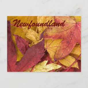 Newfoundland Autumn Leaves Postcard