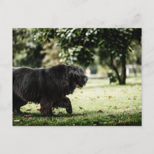 newfoundland black in motion postcard