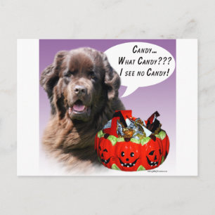 Newfoundland (brown) Halloween Candy Postcard