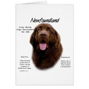 Newfoundland (Brown) History Design