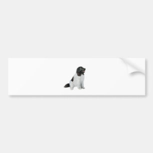 Newfoundland (C) - Landseer #1 Bumper Sticker