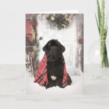 Newfoundland Christmas Card