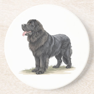 Newfoundland Coaster