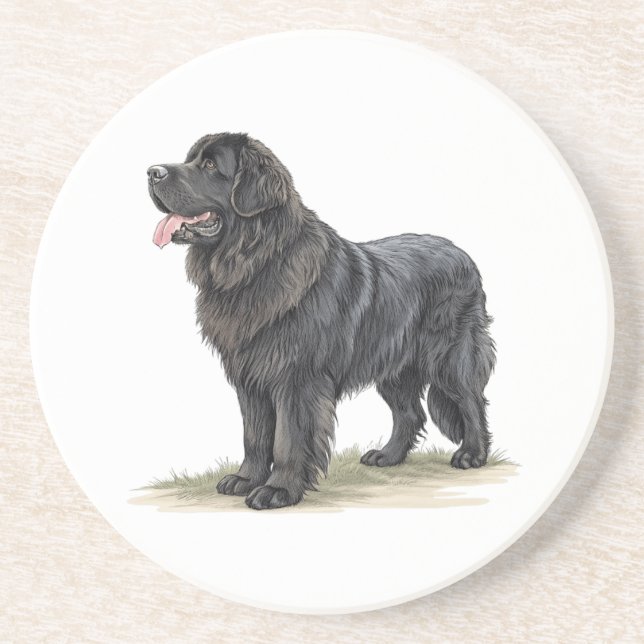 Newfoundland Coaster (Front)