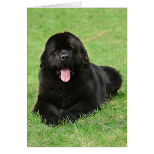 Newfoundland dog