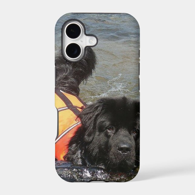 Newfoundland Dog (Back)