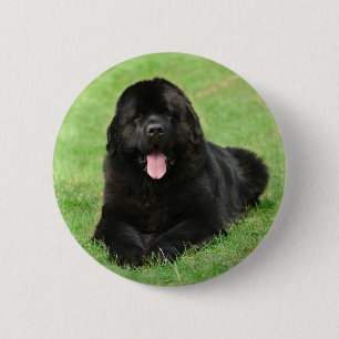 Newfoundland dog 2 inch round button
