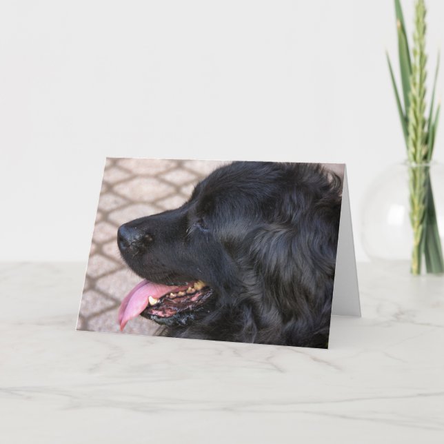 Newfoundland dog birthday card (Front)