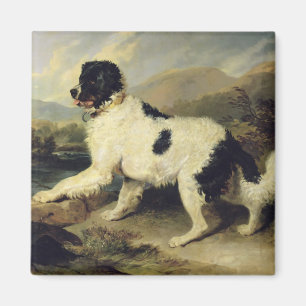 Newfoundland Dog Called Lion, 1824 (oil on canvas) Magnet