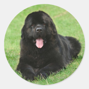 Newfoundland dog classic round sticker