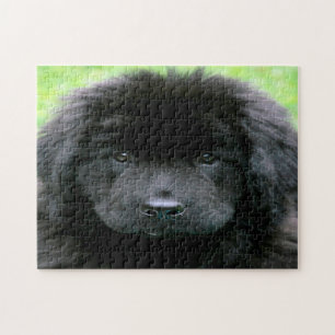 Newfoundland Dog. Jigsaw Puzzle