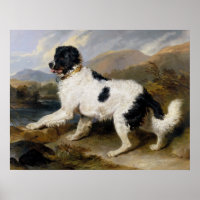 Newfoundland Dog Painting