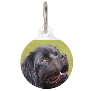 Newfoundland Dog. Pet Tag