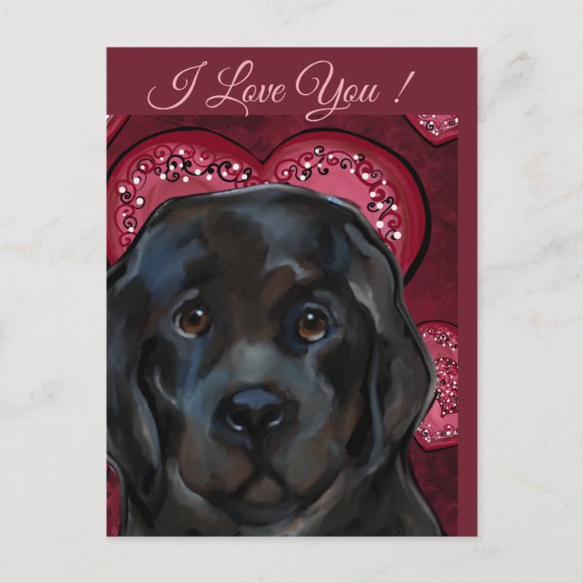 Newfoundland Dog   Postcard (Front)