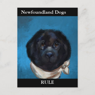 Newfoundland Dog                 Postcard