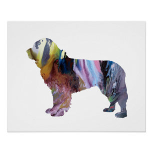 Newfoundland Dog Poster