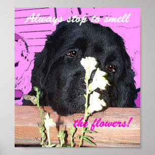 Newfoundland Dog Poster Smell the tlowers