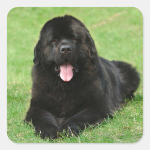 Newfoundland dog square sticker