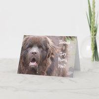 Newfoundland Dog Thank You