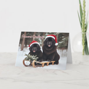 Newfoundland Dogs on a Sled Christmas Card