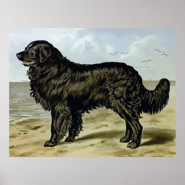 Newfoundland, High Quality dog drawing Poster (Front)