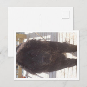 Newfoundland Muddy Puppy Postcard