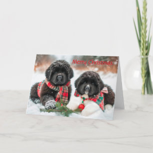 Newfoundland Puppies in Snow Christmas Card