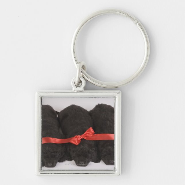 Newfoundland Puppies sleeping (Canis Keychain (Front)