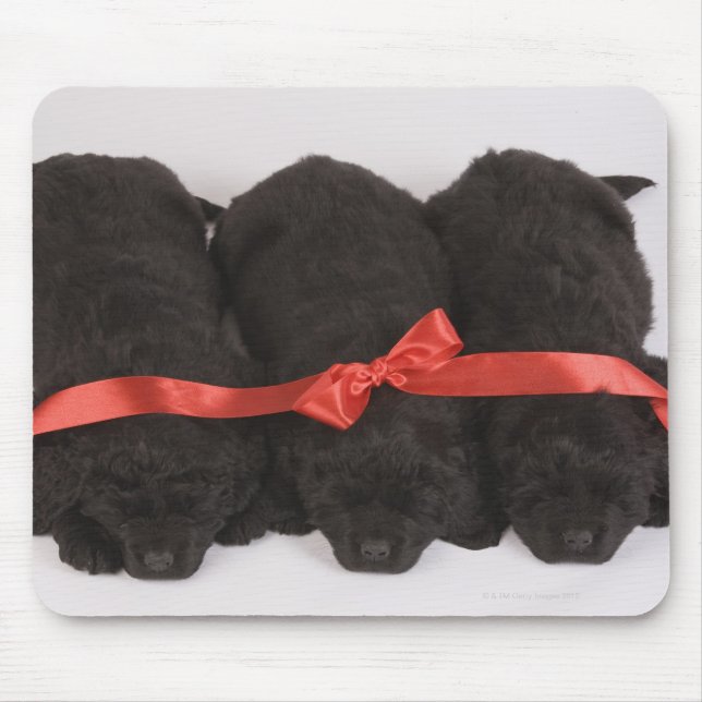 Newfoundland Puppies sleeping (Canis Mouse Pad (Front)