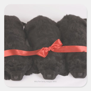 Newfoundland Puppies sleeping (Canis Square Sticker