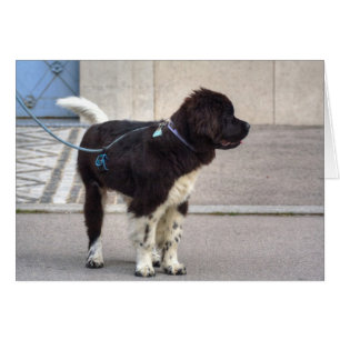Newfoundland Puppy