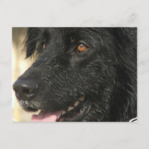 Newfoundland Puppy Postcard