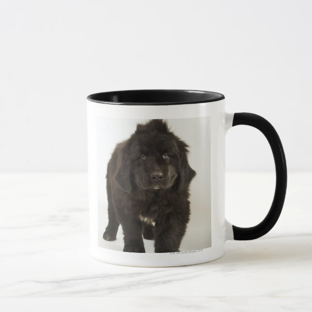 Newfoundland puppy, studio shot mug (Right)