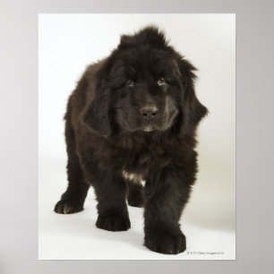 Newfoundland puppy, studio shot poster
