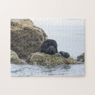 Newfoundland Sea Creature (choose difficulty) Jigsaw Puzzle