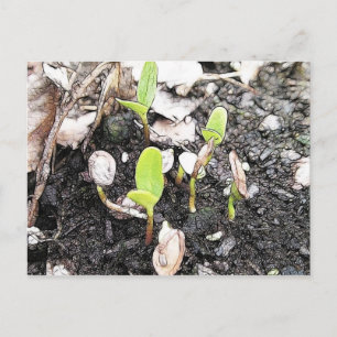 Newly Sprouted Seedlings Postcard